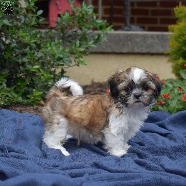 TatorTot, Shih Tzu Puppy